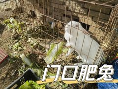 -大自然农场蔬菜草莓采摘园