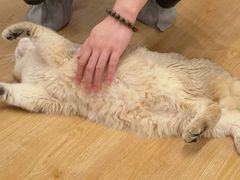 -有喵·猫咖·狗咖·30几只猫10只小狗(岗厦店)