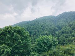 -铁山坪森林公园