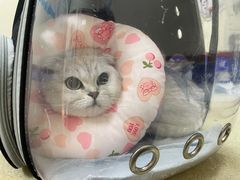 -艾贝尔宠物医院·狂犬免疫点(江山金象城店)