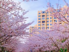 -高东镇樱花园