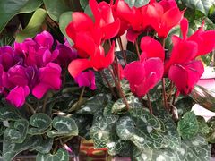 -秦美花卉(天朗·莱茵小城2期店)