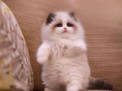 -青奢宠物·青奢猫舍