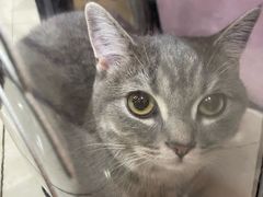 -车接车送·寄养洗护·德文猫舍(大宁店)