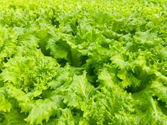 -兰陵国家农业公园