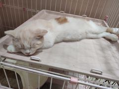 -藏猫猫咖啡主题馆(中央大道店)