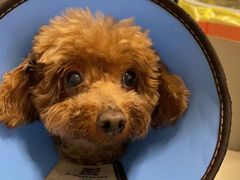 -芭比堂爱心动物医院(柯桥康爱分院)