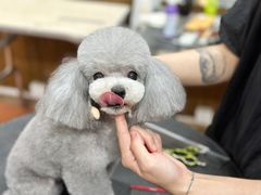 -鑫艺宠物美容培训学校