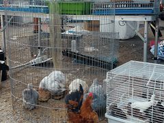-中环花鸟鱼虫市场