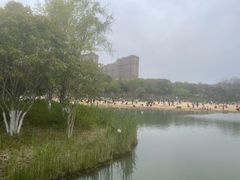-青枫公园