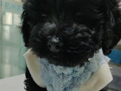 -嘉馨宠物医院·CT影像转诊·心脏科·犬猫全科诊疗中心(下沙大学城院区)