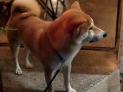 -鹿萤季·营地小馆(皇后公园店)