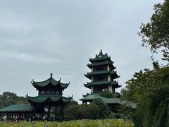 -桂湖森林公园