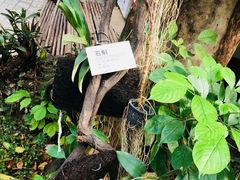 -呀路古热带植物园