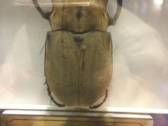 -上海昆虫博物馆