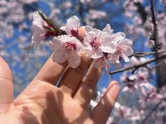 -桃花堤公园