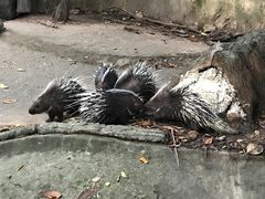 -清迈夜间动物园