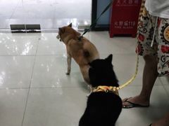 -申普宠物医院·眼科·心内科·影像科(普陀分院)