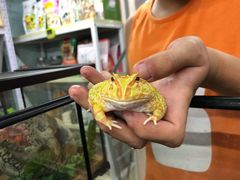 -钓仓鼠(洋桥北里小区店)