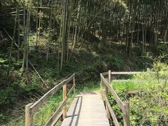 -宁波浙东大竹海景区