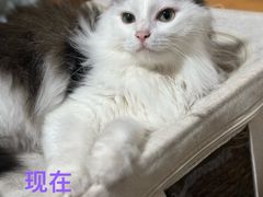 -守诺宠物医院·眼科· 特色牙科·异宠专科(虹口店)