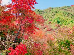 -龙道沟景区