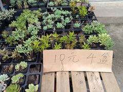 -金陵花卉交易市场