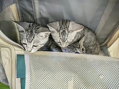 -美联众合动物医院·24h转诊中心