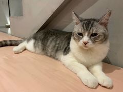 -猫儿山۰猫主题餐厅