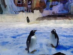 -芜湖新华联大白鲸海洋公园