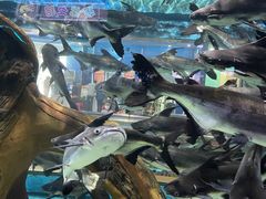 -顺德南宏海立方海洋公园