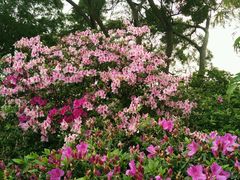 -鼓浪屿内厝澳码头(轮渡站)