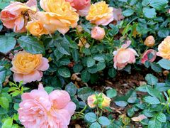 -人民公园(罗湖区)