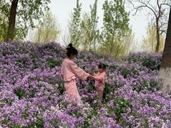 -苏家坨柳林村二月兰花海