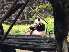 -都江堰中华大熊猫苑