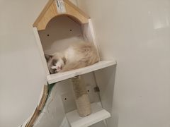 -喵喵咪呀布偶猫咖(春熙路店)