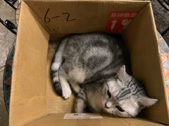 -猫猫幼稚园·撸猫·桌游·电玩