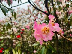 -贵州百里杜鹃风景名胜区