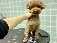 -哈尼爱宠·宠物生活会馆