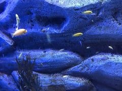 -芜湖新华联大白鲸海洋公园