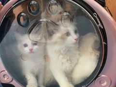 -伟伟宠物医院·CT影像中心·瑞派犬猫综合性门诊(汉口总院)