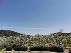 -树山生态村