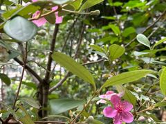 -石排湾郊野公园
