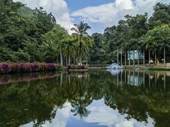 -西双版纳原始森林公园