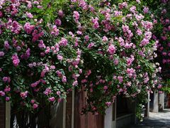 -天津五大道文化旅游区