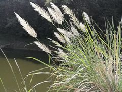 -千岛湖龙川湾