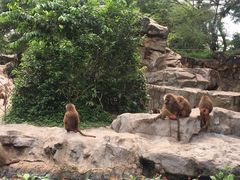-新加坡飞禽公园