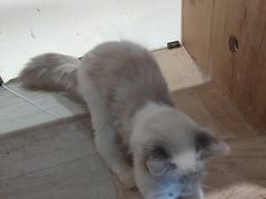 -藏猫猫咖啡主题馆(中央大道店)