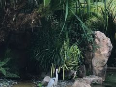 -新加坡飞禽公园