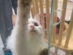 -楼上猫咖(罗湖店)